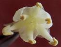  Male flower with pistillode